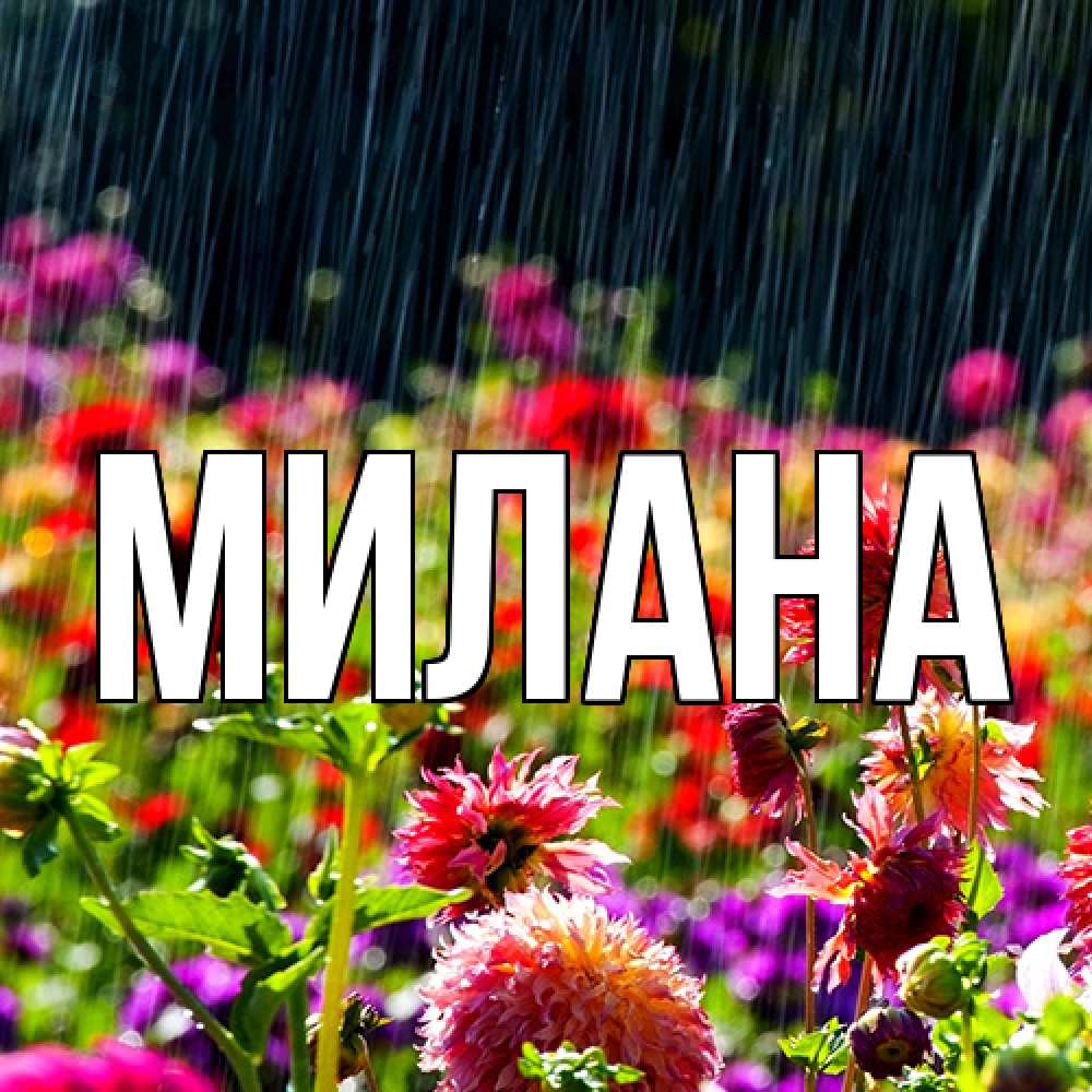Открытка  с именем. Милана, Главная  
