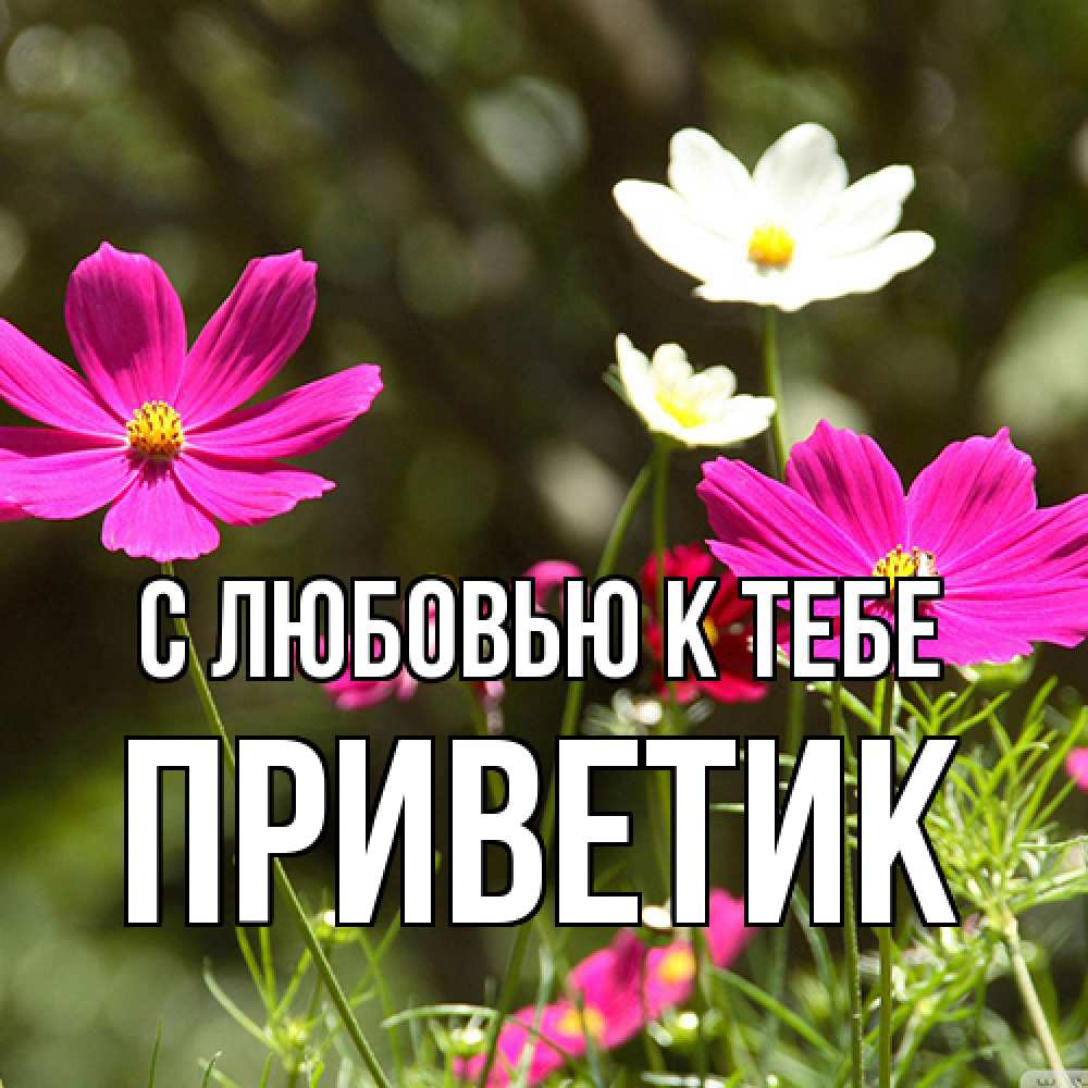 Открытка  с именем. приветик, С любовью к тебе  