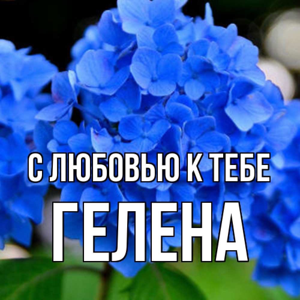 Открытка  с именем. Гелена, С любовью к тебе  