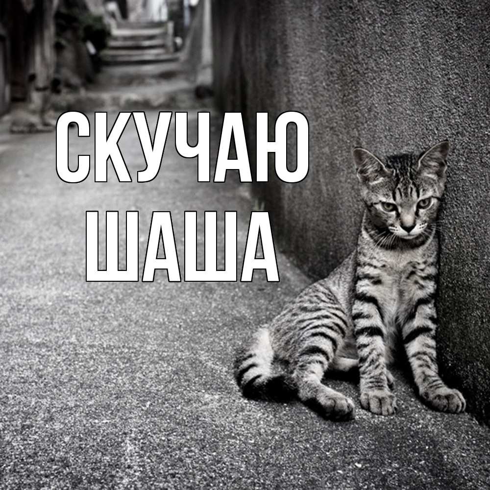 Открытка  с именем. Шаша, Скучаю  
