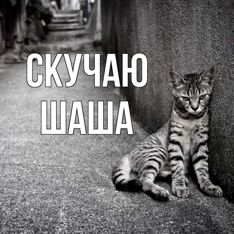 Картинка Скучаю, Шаша