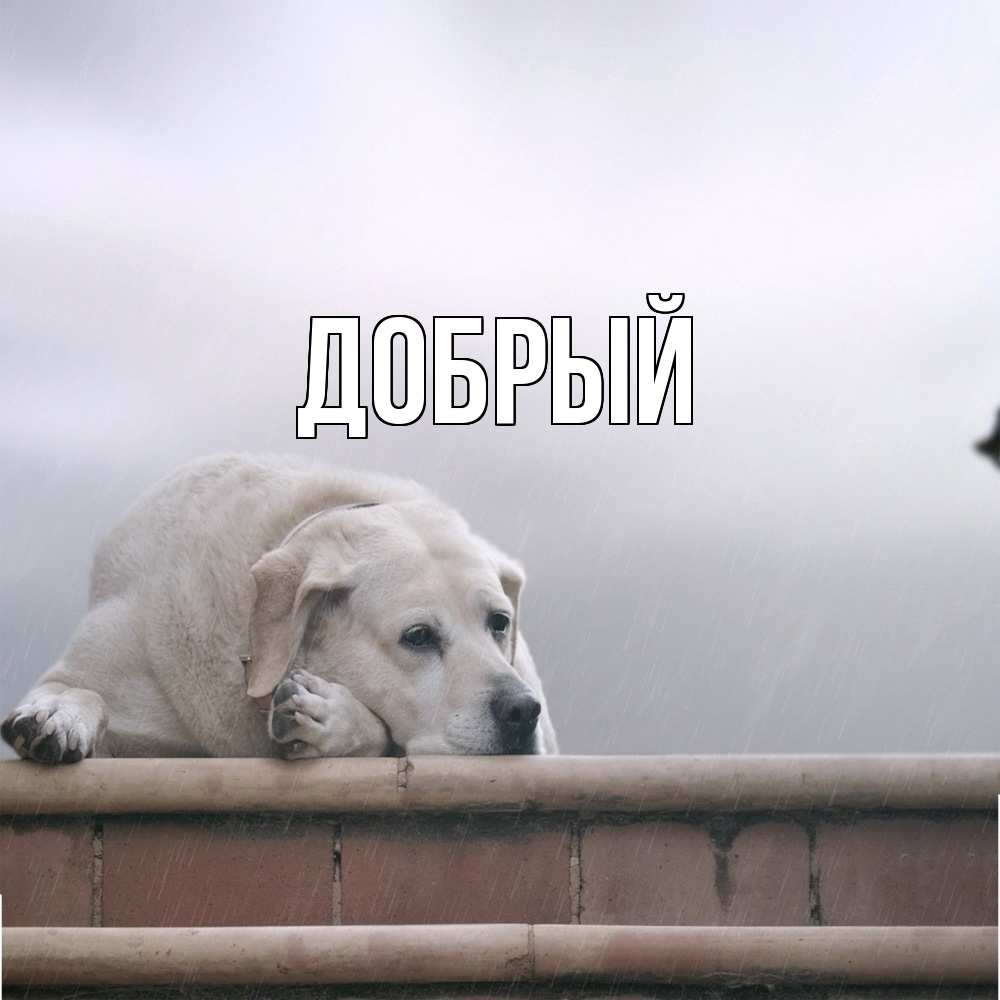 Открытка  с именем. Добрый, Главная  