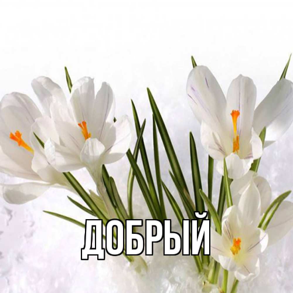 Открытка  с именем. Добрый, Главная  