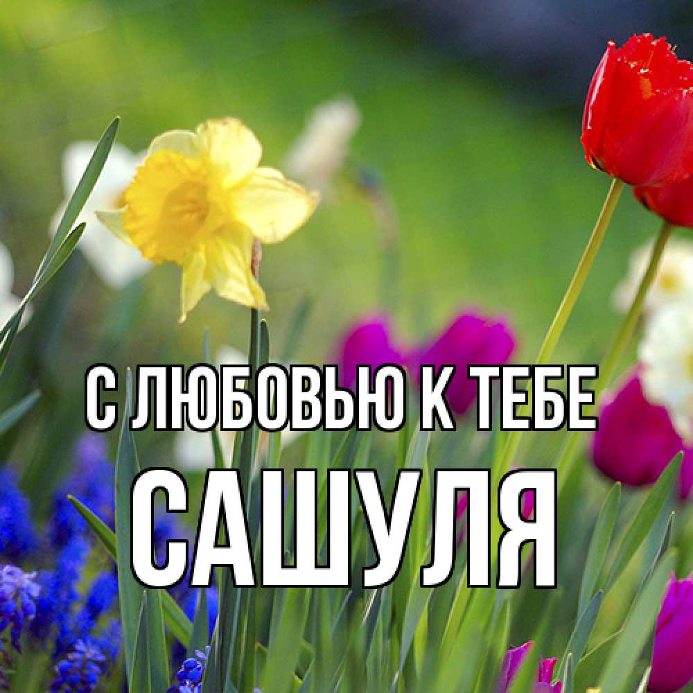 Открытка  с именем. Сашуля, С любовью к тебе  
