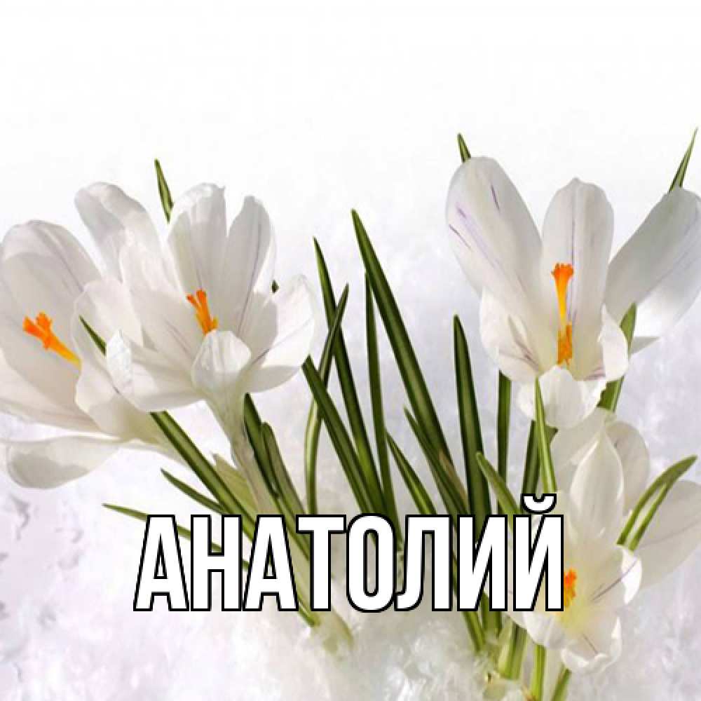 Открытка  с именем. Анатолий, Главная  