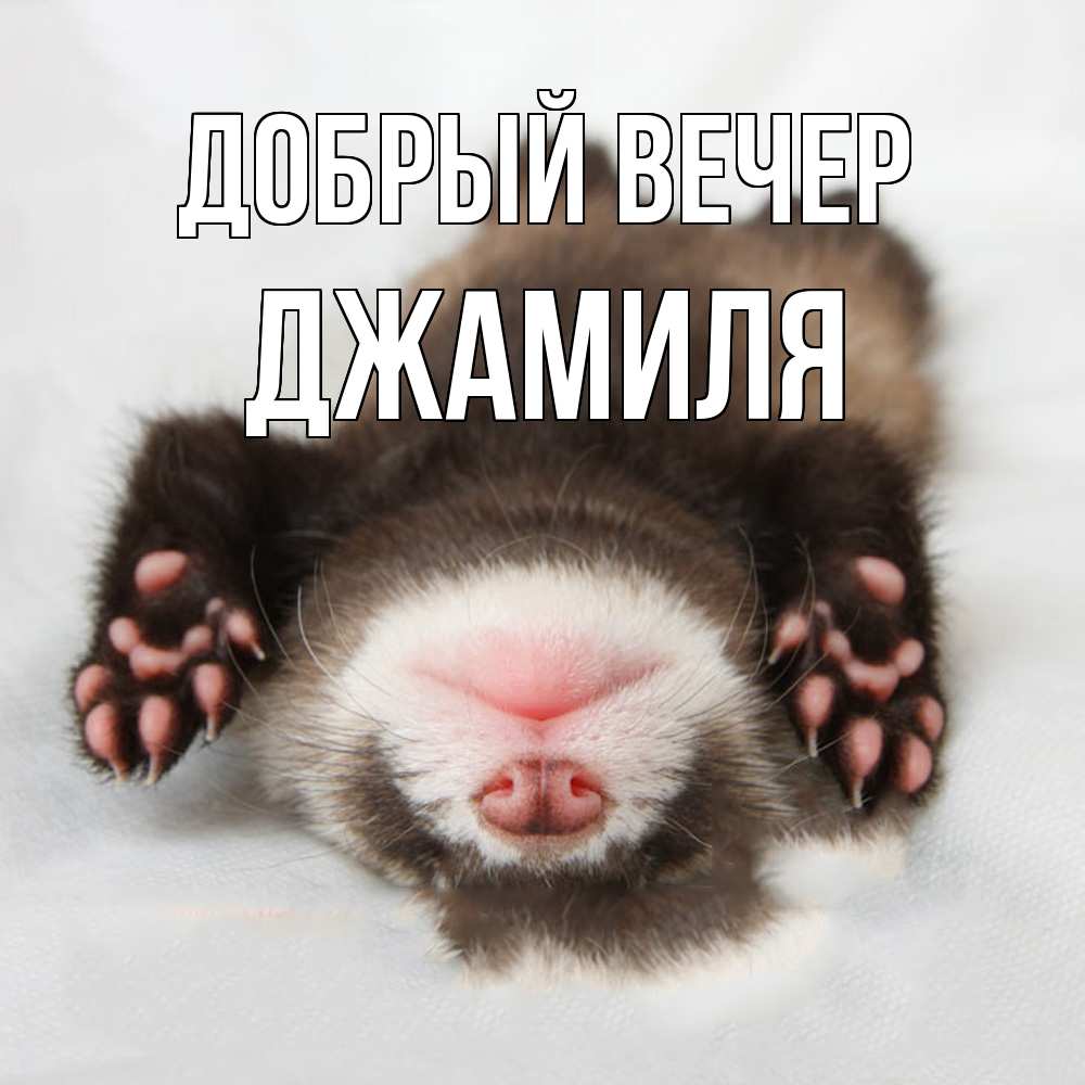 Открытка  с именем. Джамиля, Добрый вечер  