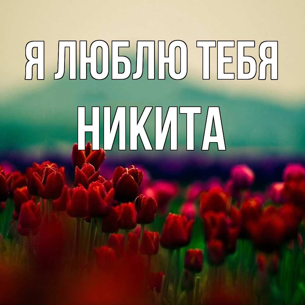 Открытка  с именем. Никита, Я люблю тебя  