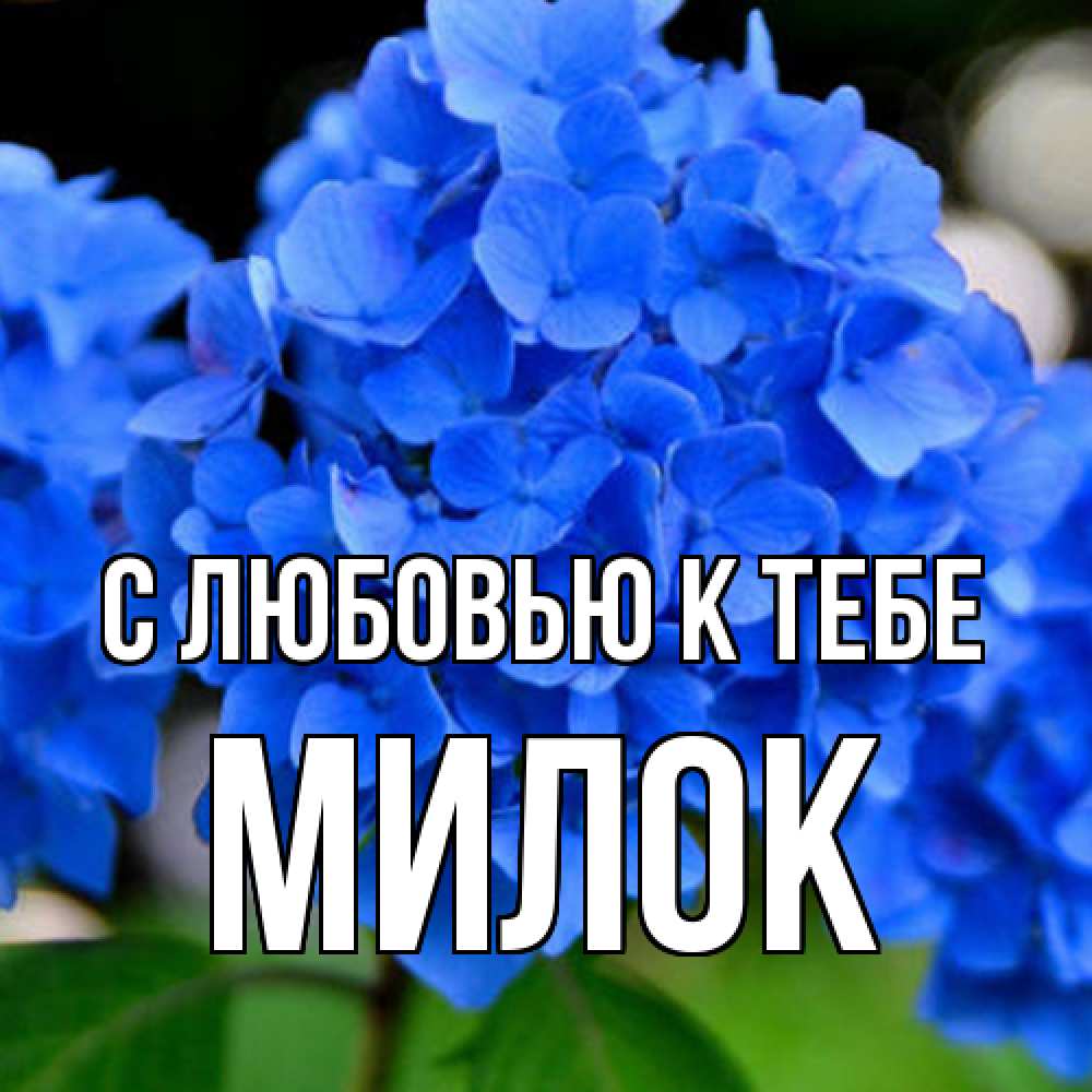 Открытка  с именем. Милок, С любовью к тебе  