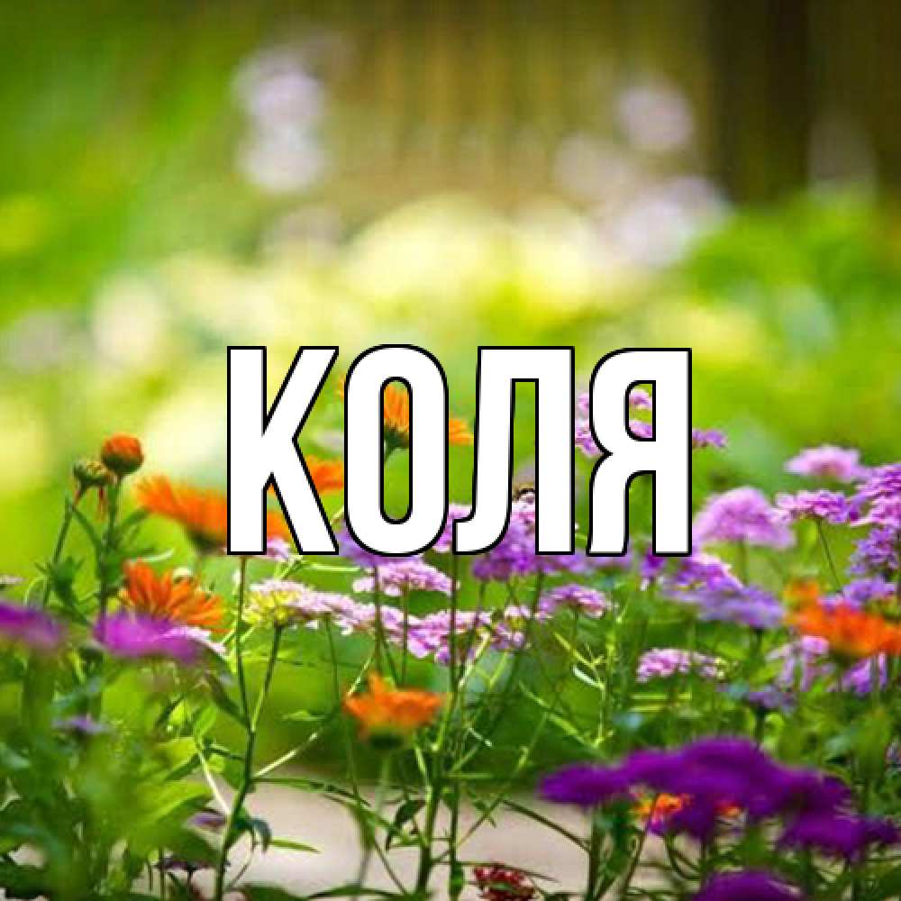 Открытка  с именем. коля, Главная  