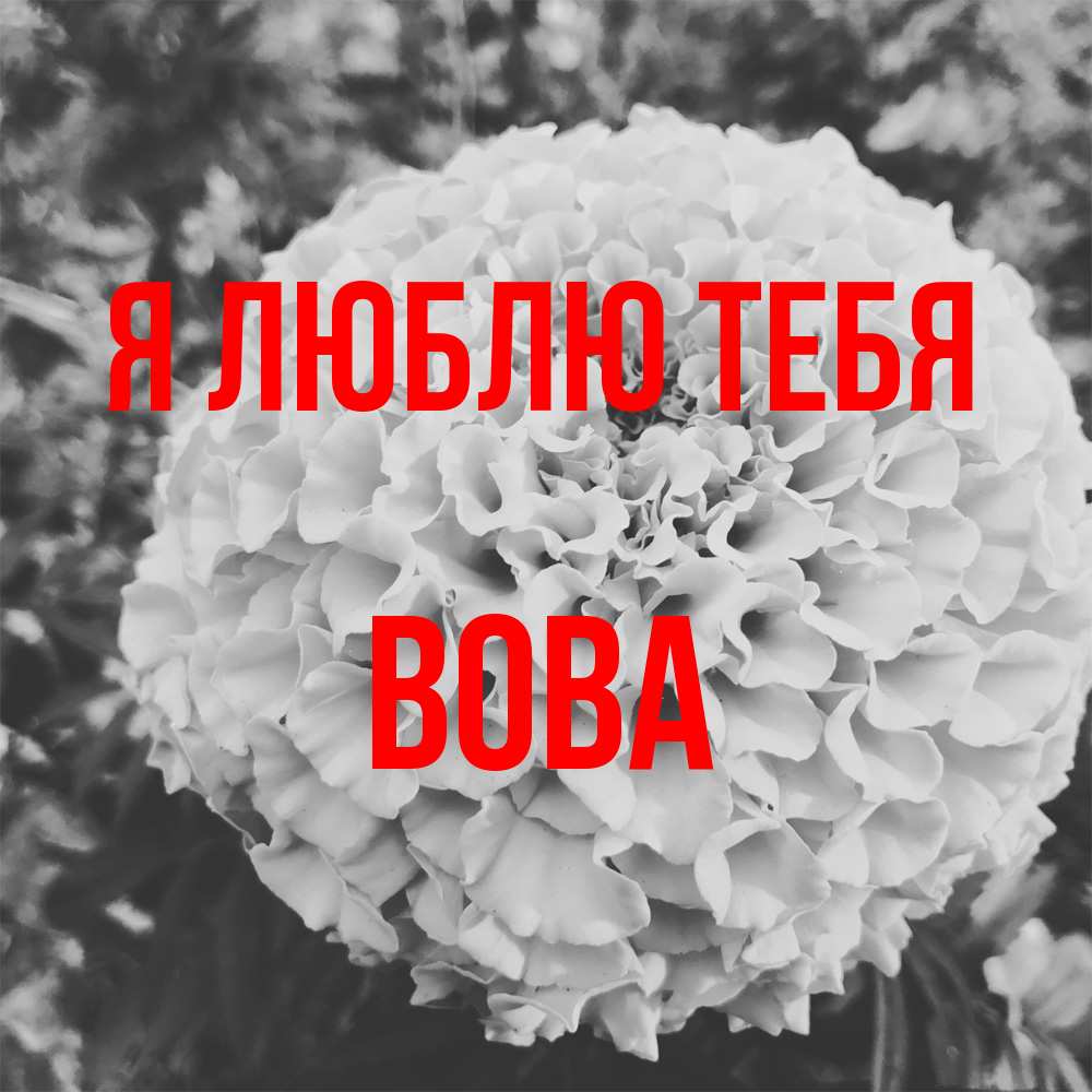 Открытка  с именем. Вова, Я люблю тебя  
