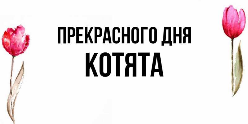 Картинка Прекрасного дня, Котята