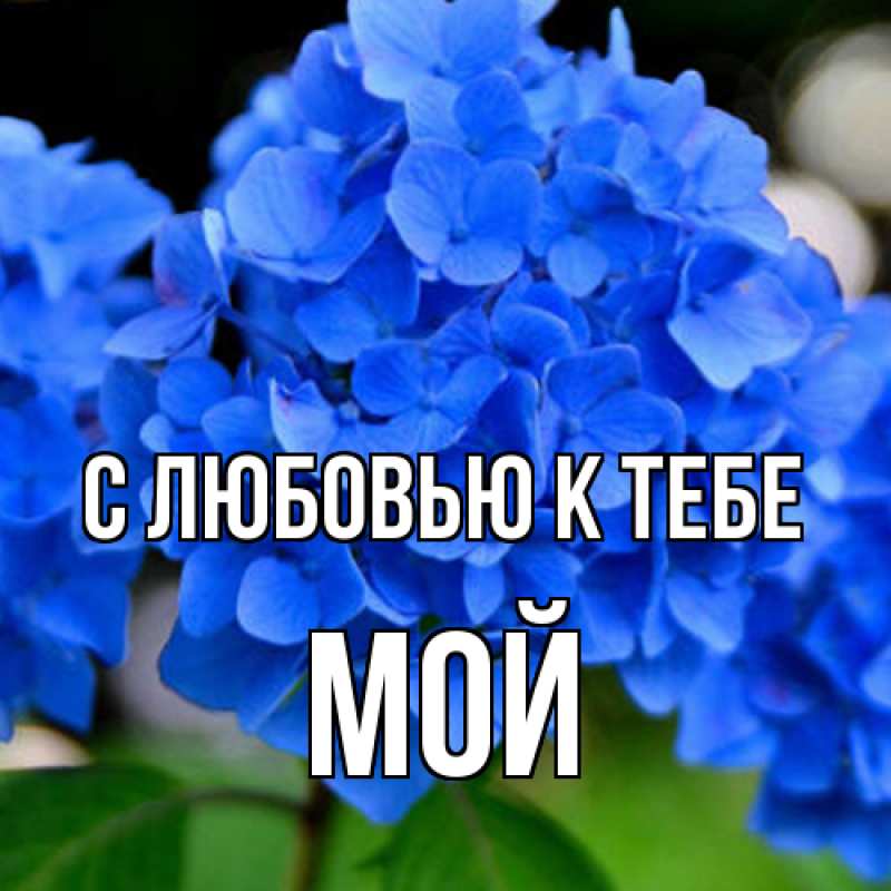 Картинка С любовью к тебе, Мой