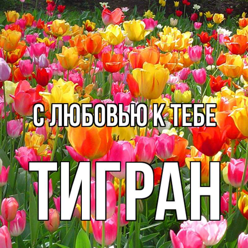 Картинка С любовью к тебе, Тигран
