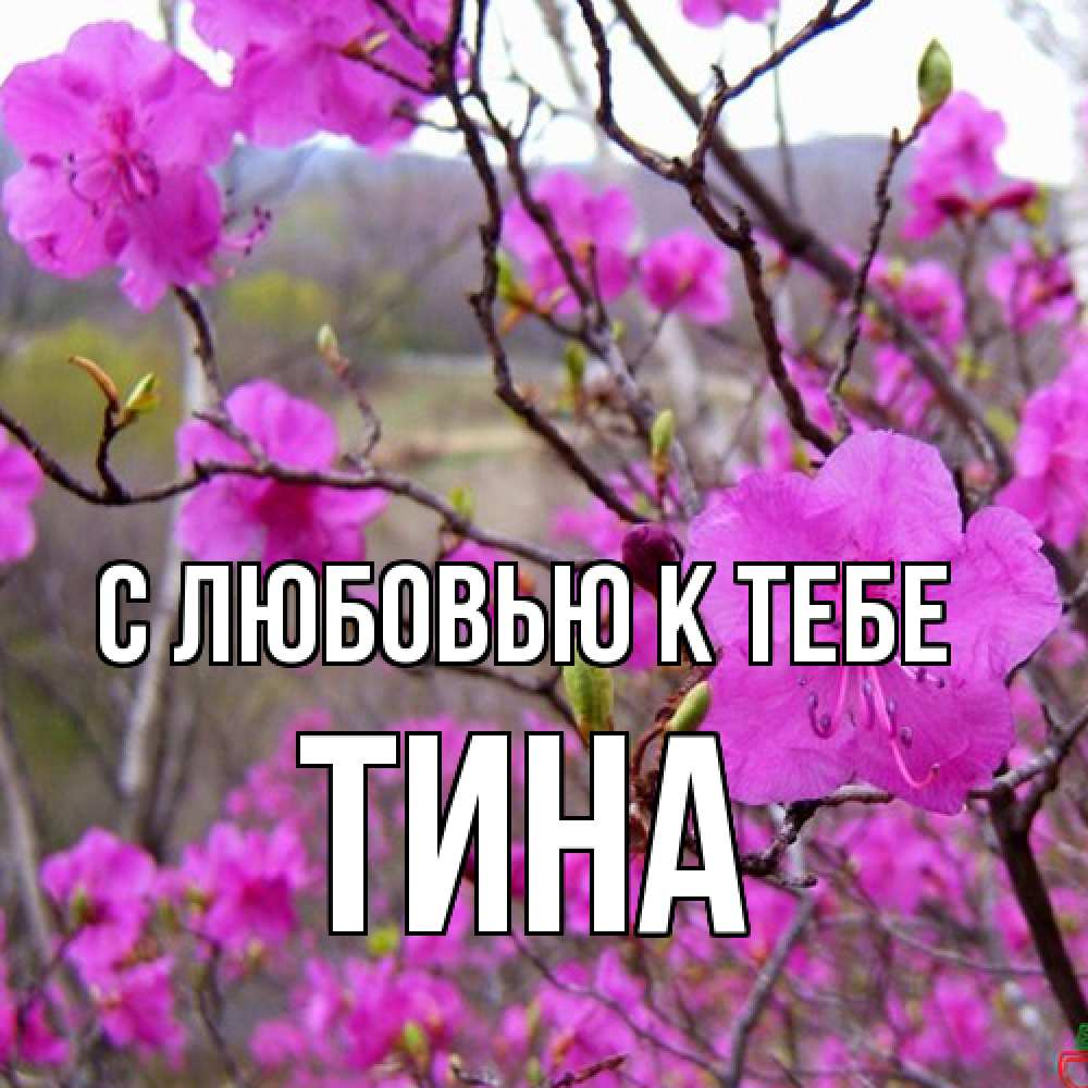 Открытка  с именем. Тина, С любовью к тебе  