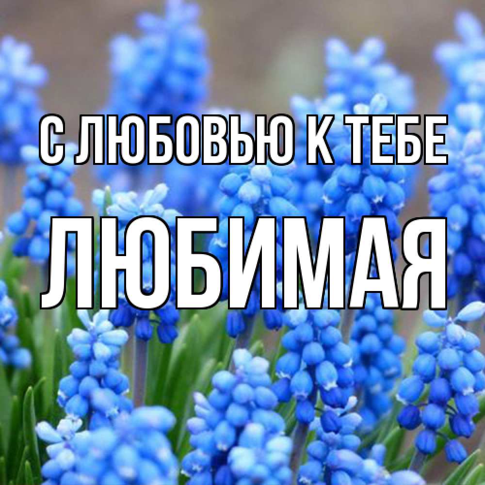 Открытка  с именем. Любимая, С любовью к тебе  