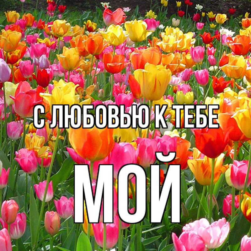 Картинка С любовью к тебе, Мой