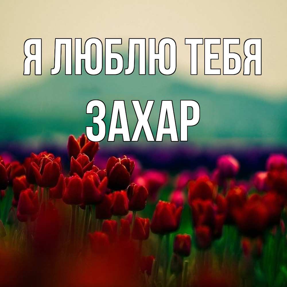Открытка  с именем. Захар, Я люблю тебя  