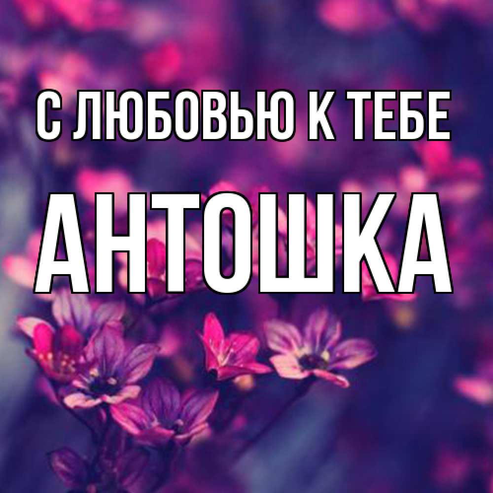 Открытка  с именем. Антошка, С любовью к тебе  