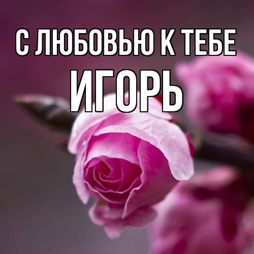 Открытка  с именем. Игорь, С любовью к тебе  