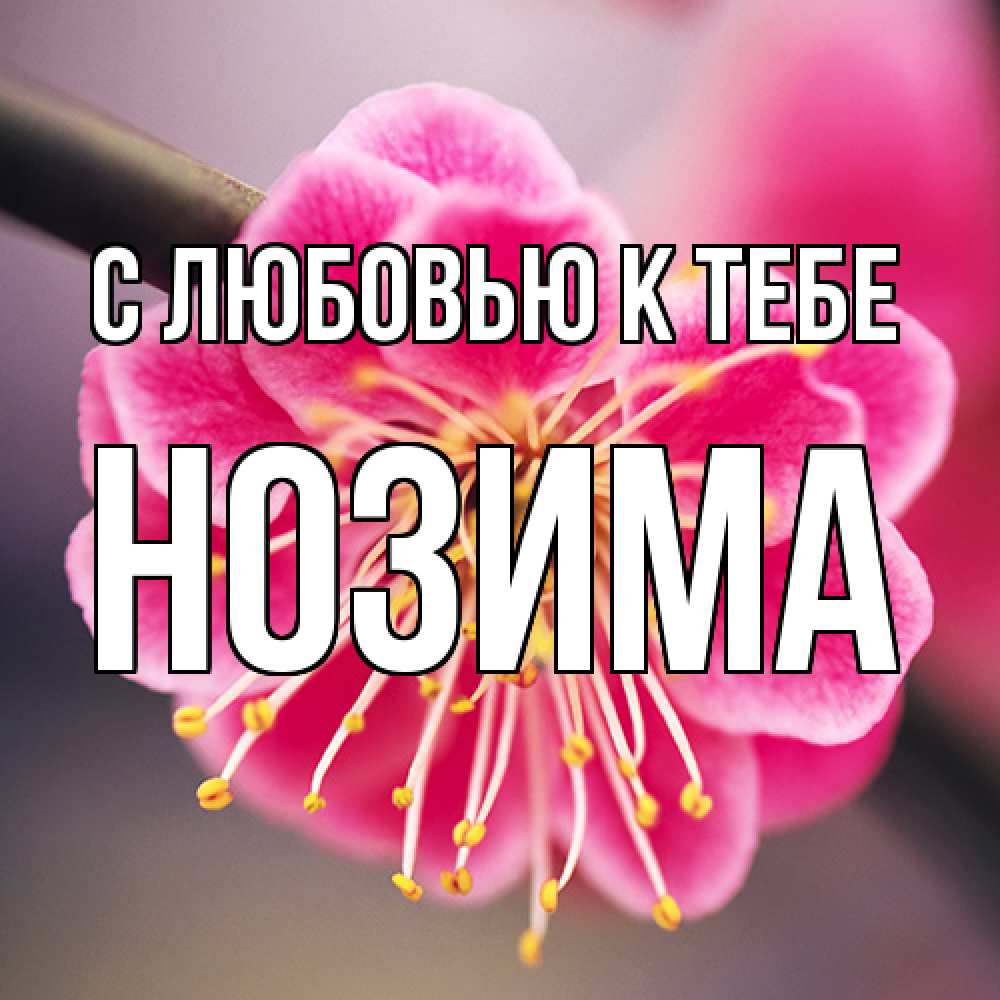 Открытка  с именем. НОЗИМА, С любовью к тебе  