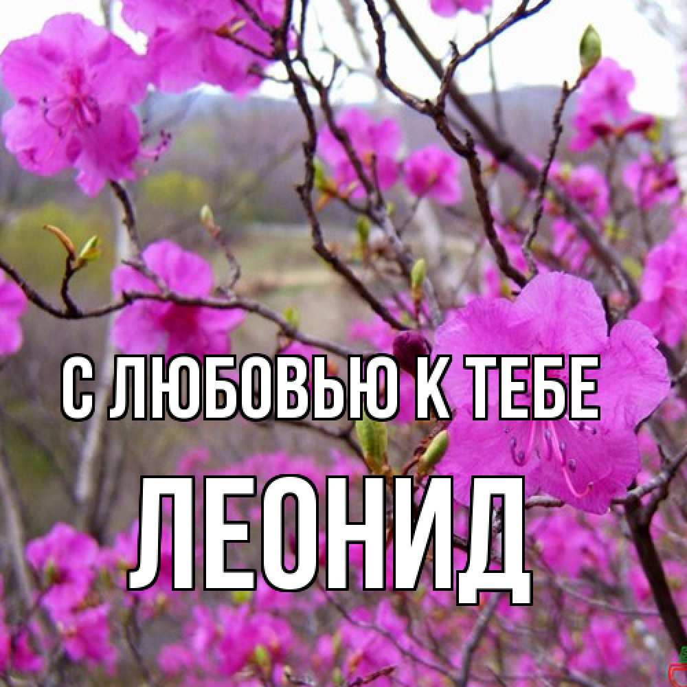 Открытка  с именем. Леонид, С любовью к тебе  