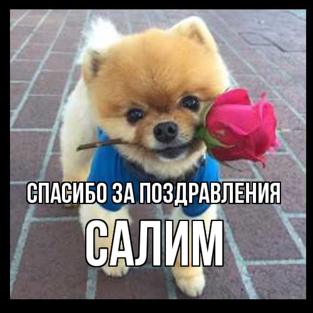 Открытка  с именем. Салим, Спасибо за поздравления  