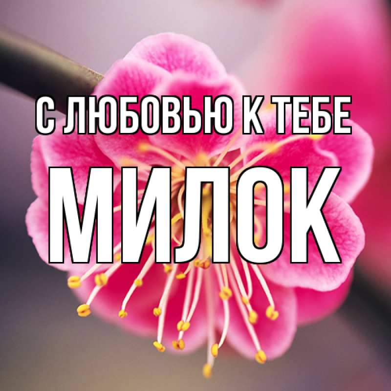 Картинка С любовью к тебе, Милок