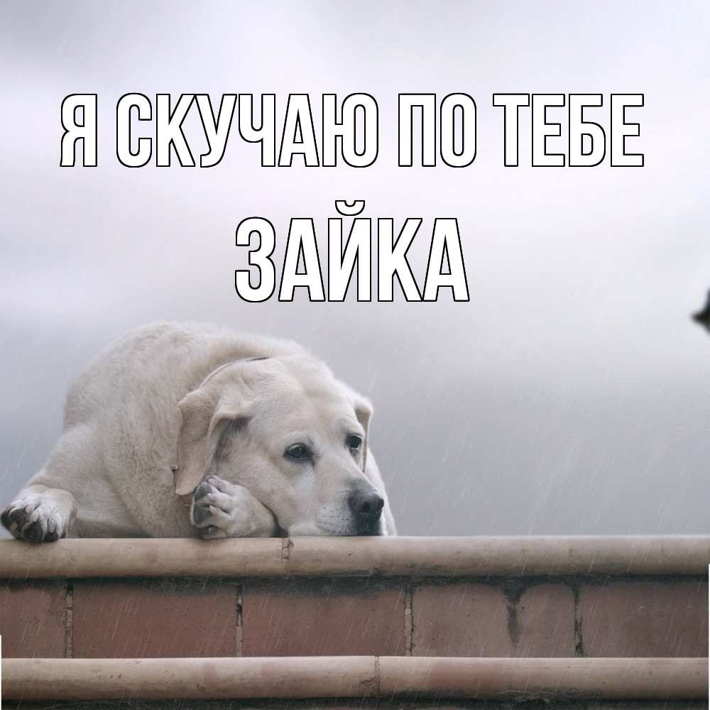 Открытка  с именем. Зайка, Я скучаю по тебе  