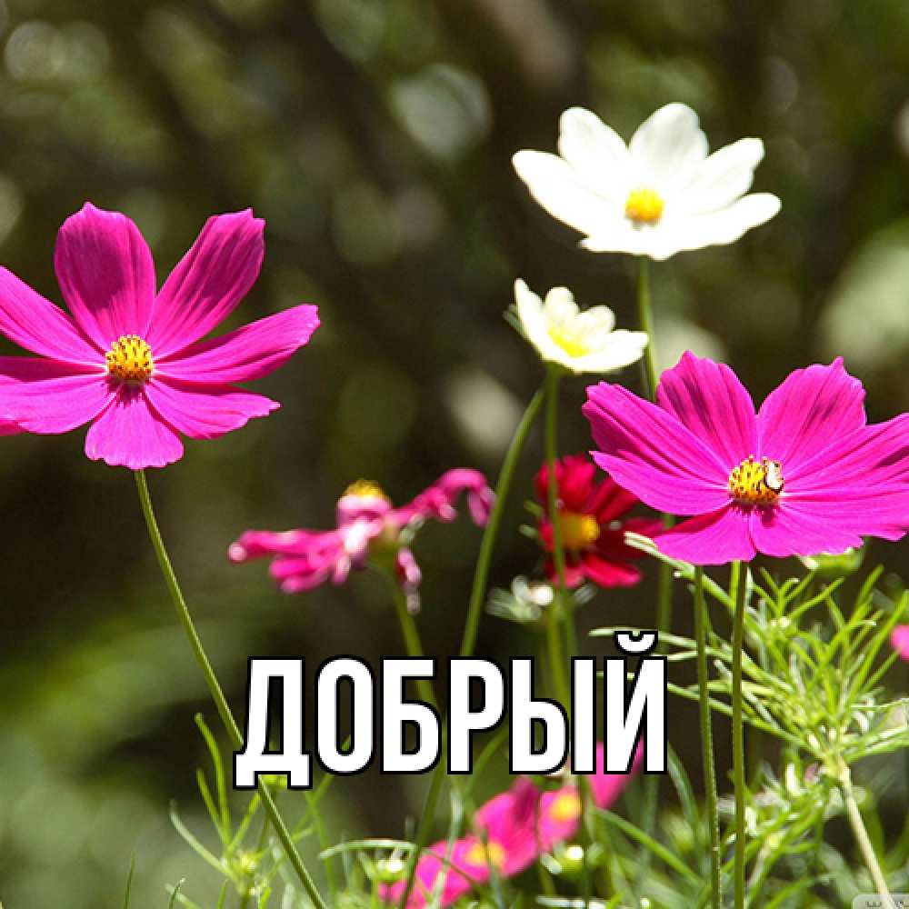 Открытка  с именем. Добрый, Главная  