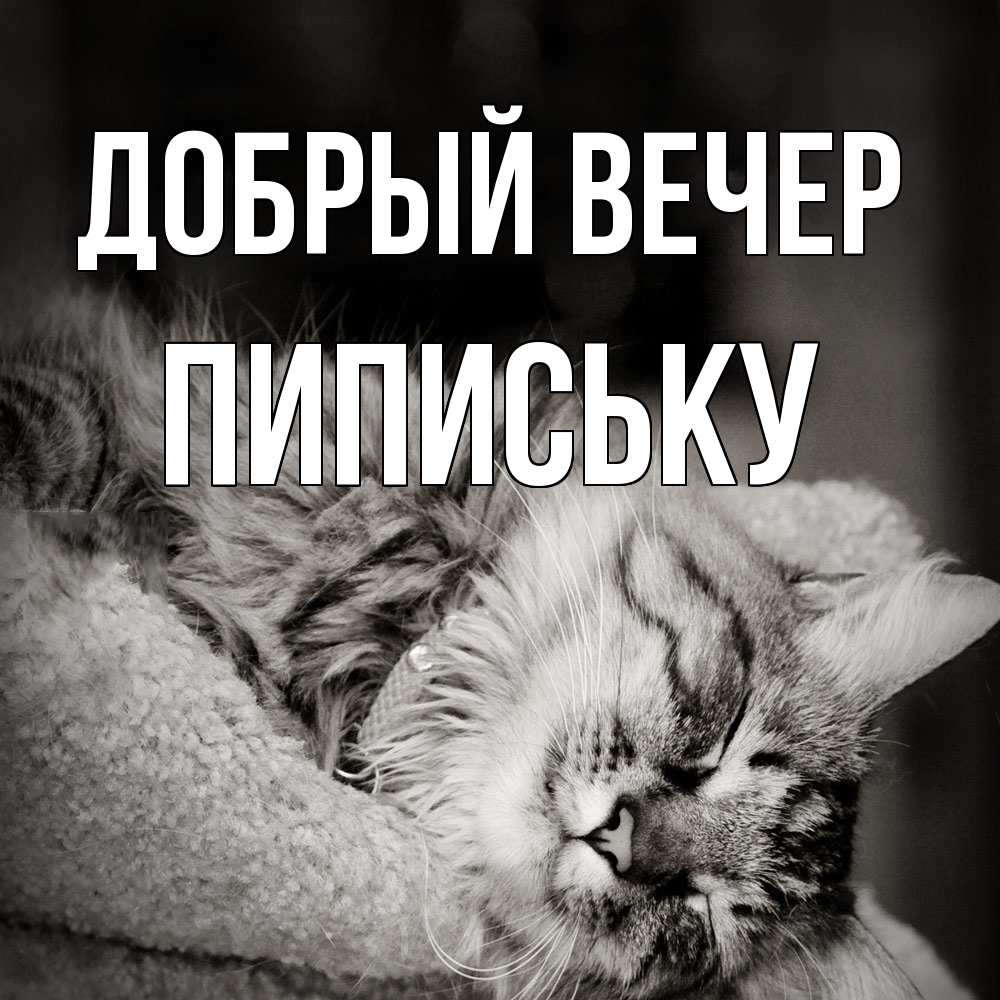 Открытка  с именем. Пипиську, Добрый вечер  