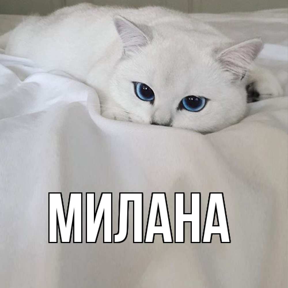 Открытка  с именем. Милана, Главная  