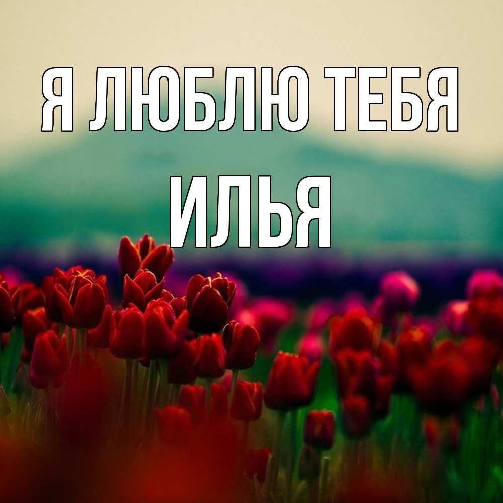 Открытка  с именем. Илья, Я люблю тебя  