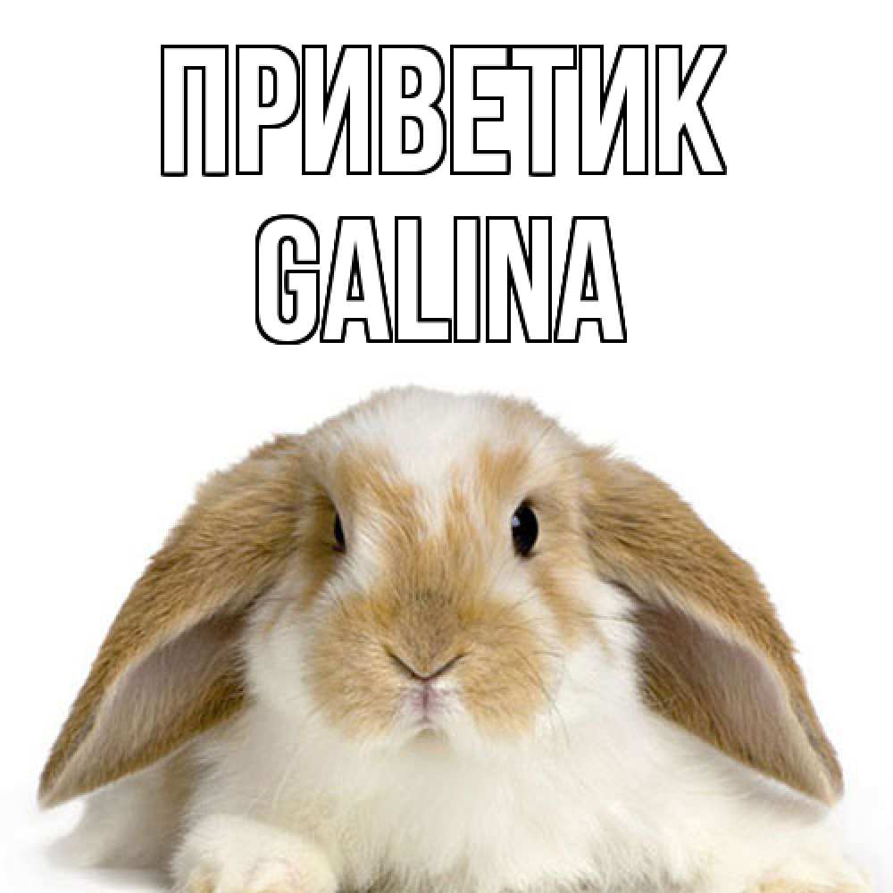 Открытка  с именем. Galina, приветик  