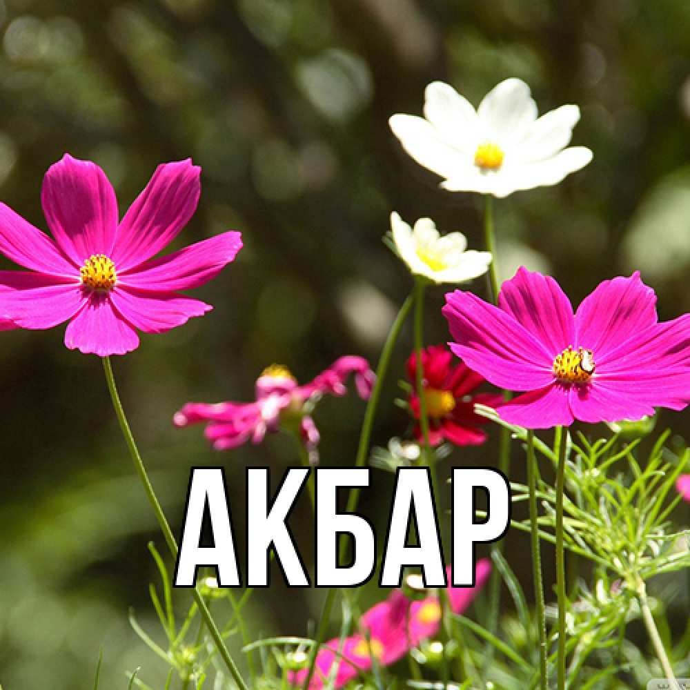 Открытка  с именем. Акбар, Главная  