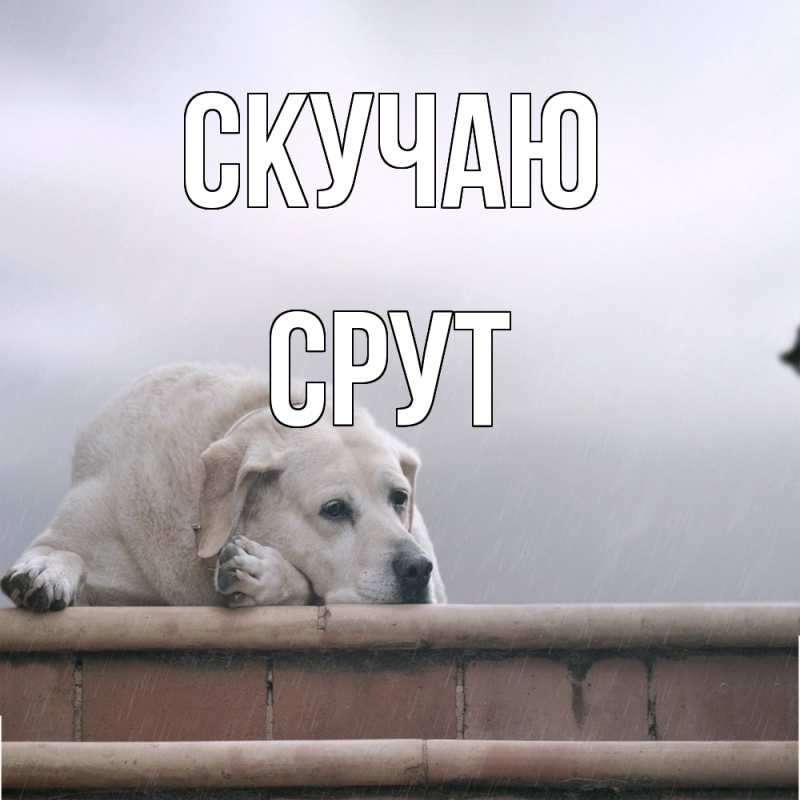 Картинка Скучаю, срут