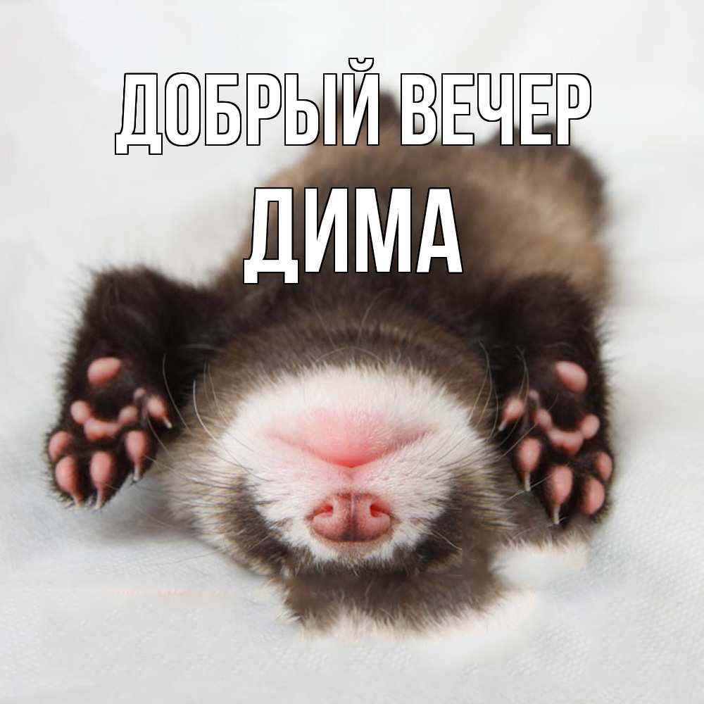 Открытка  с именем. Дима, Добрый вечер  