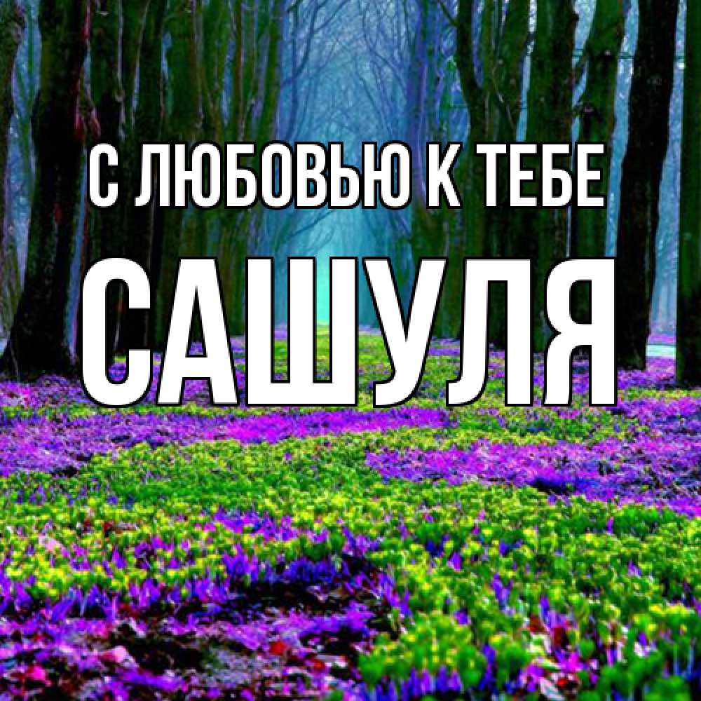 Открытка  с именем. Сашуля, С любовью к тебе  