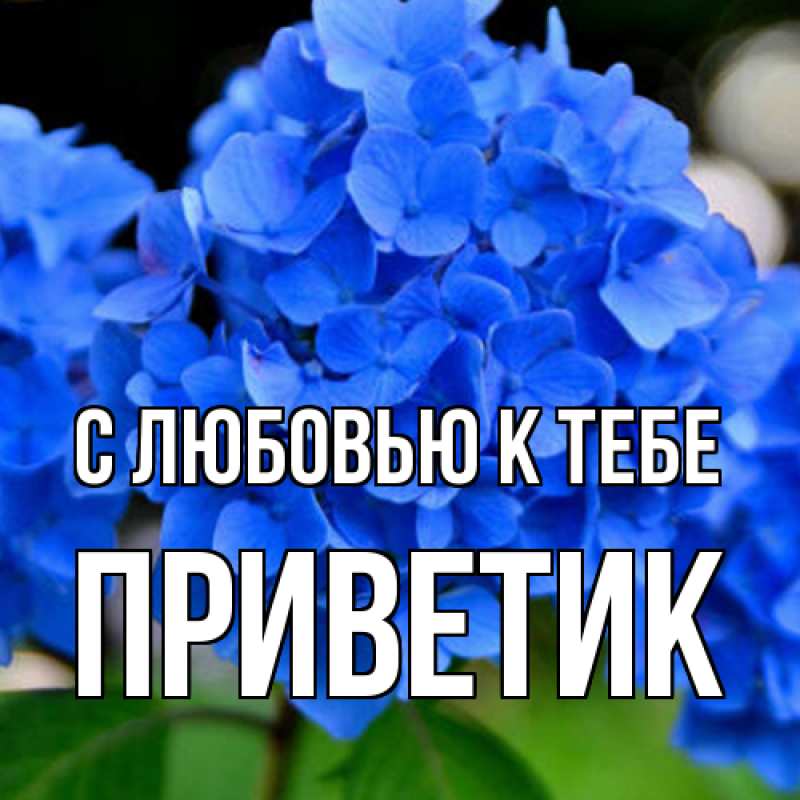 Картинка С любовью к тебе, приветик