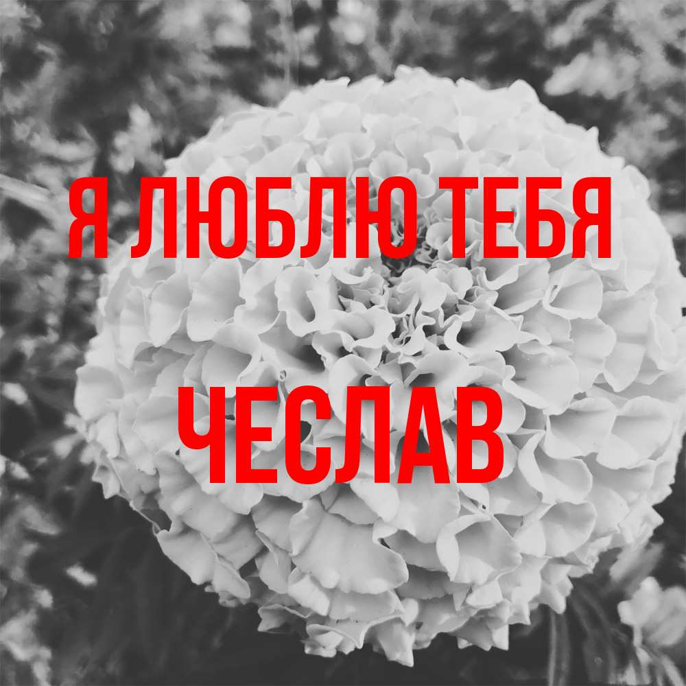 Открытка  с именем. Чеслав, Я люблю тебя  