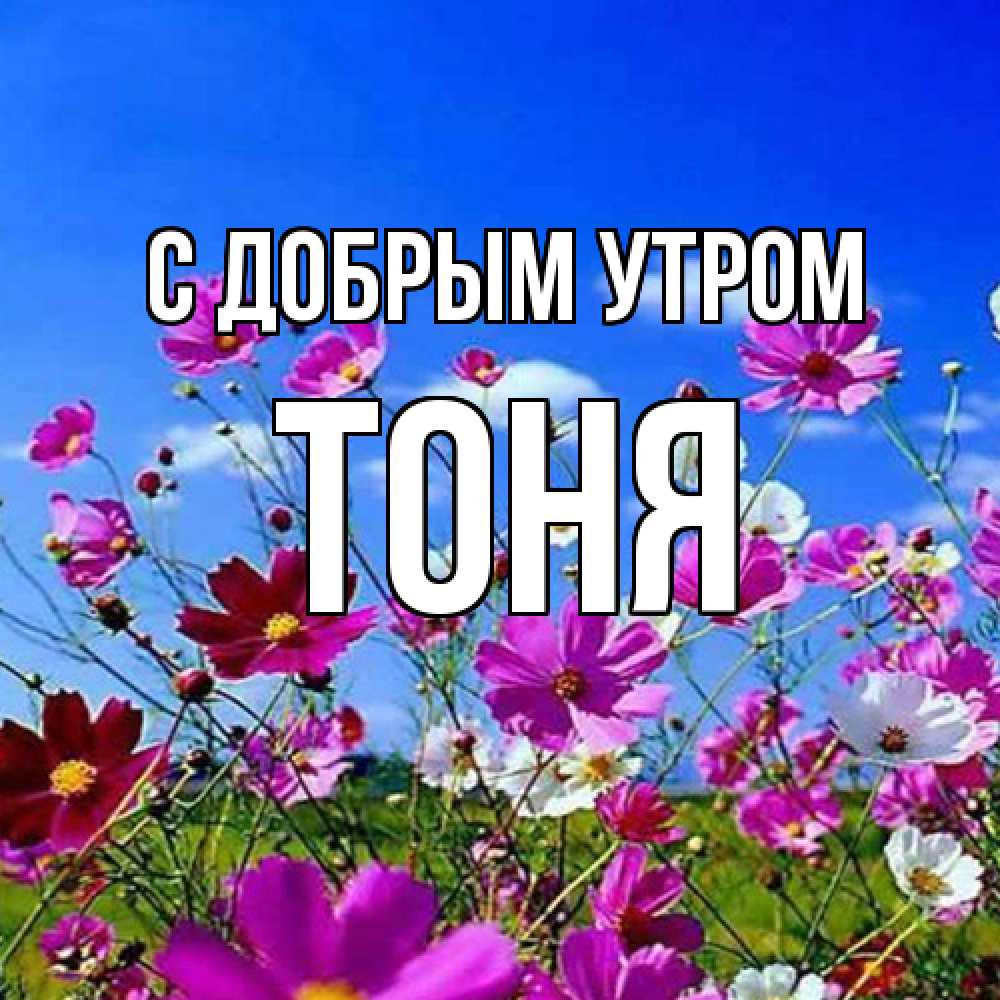 Открытка  с именем. Тоня, С добрым утром  