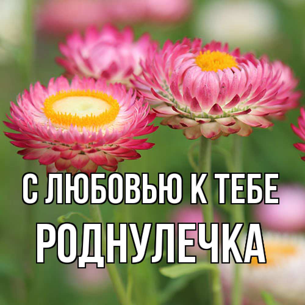 Открытка  с именем. Роднулечка, С любовью к тебе  