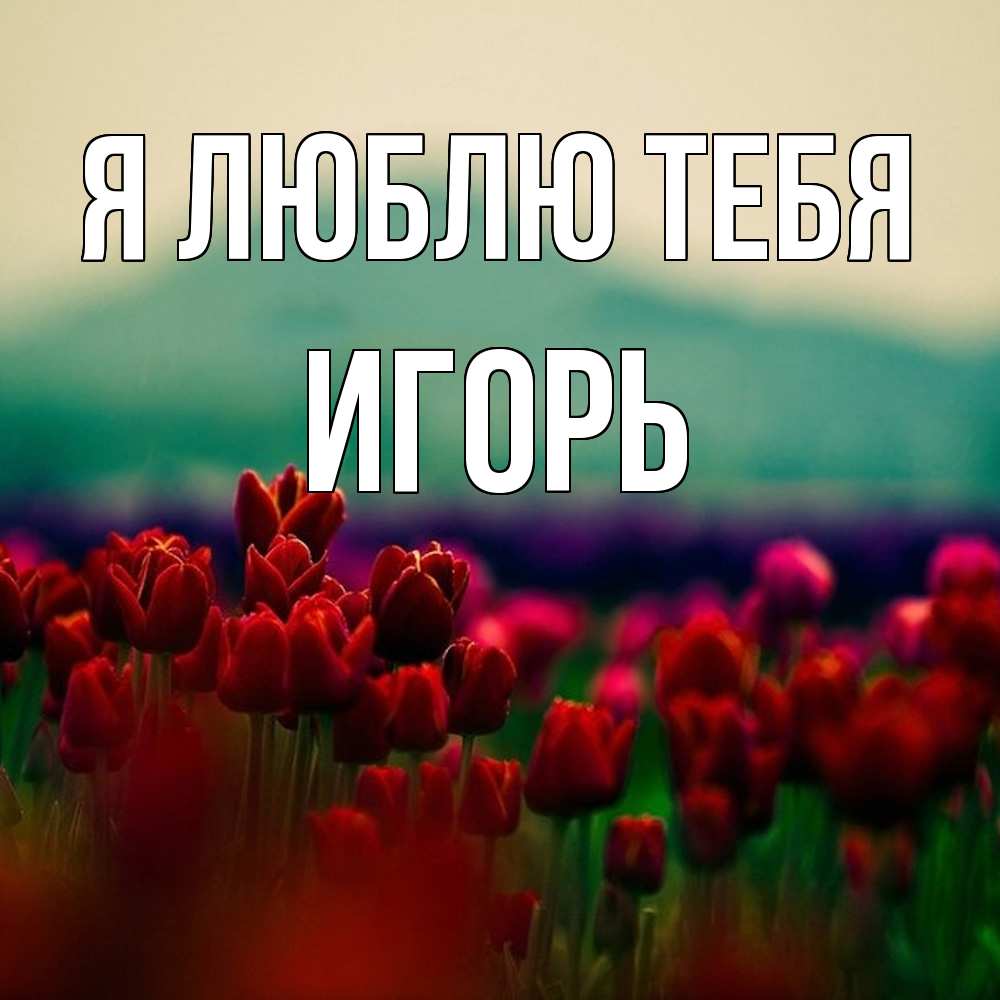Открытка  с именем. Игорь, Я люблю тебя  
