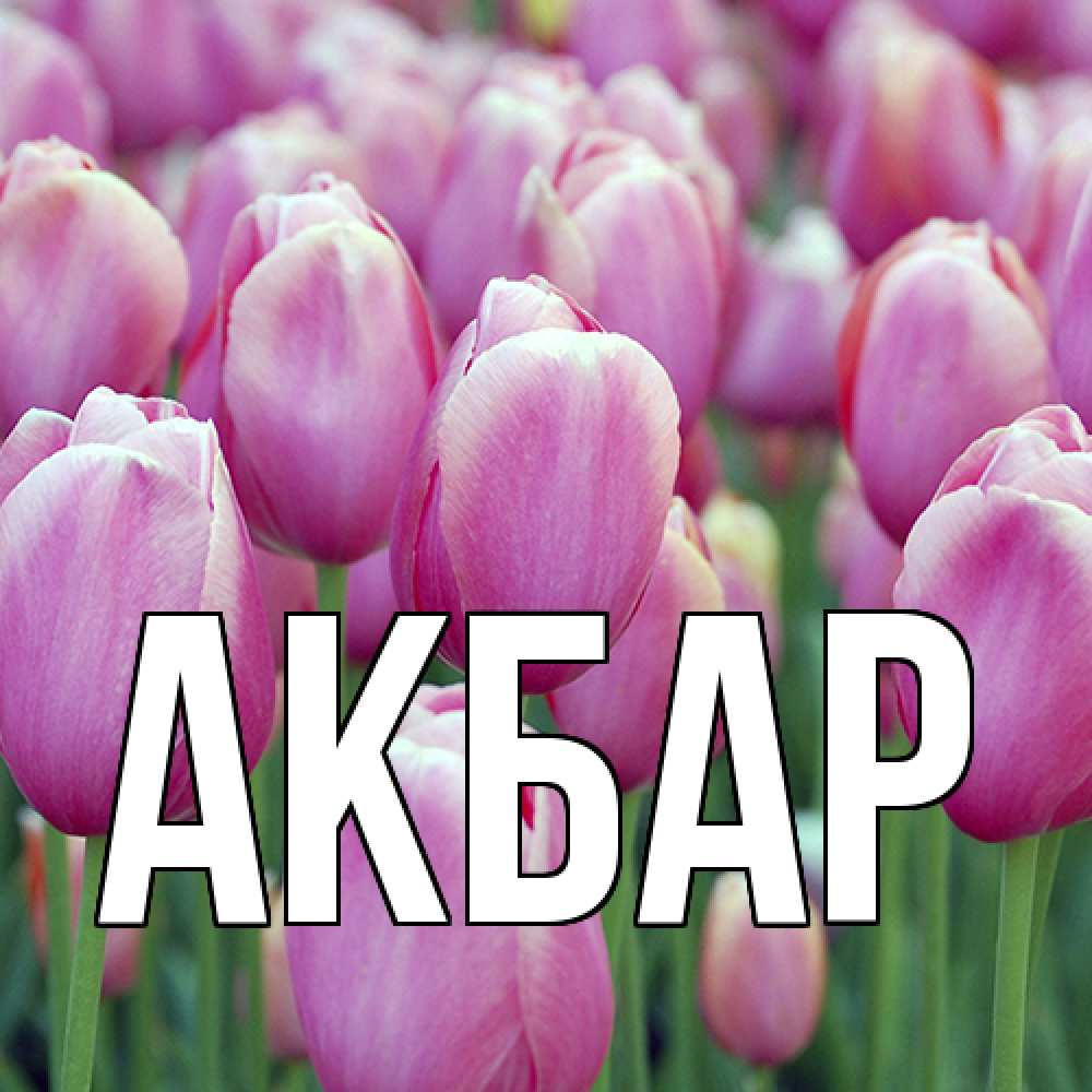 Открытка  с именем. Акбар, Главная  