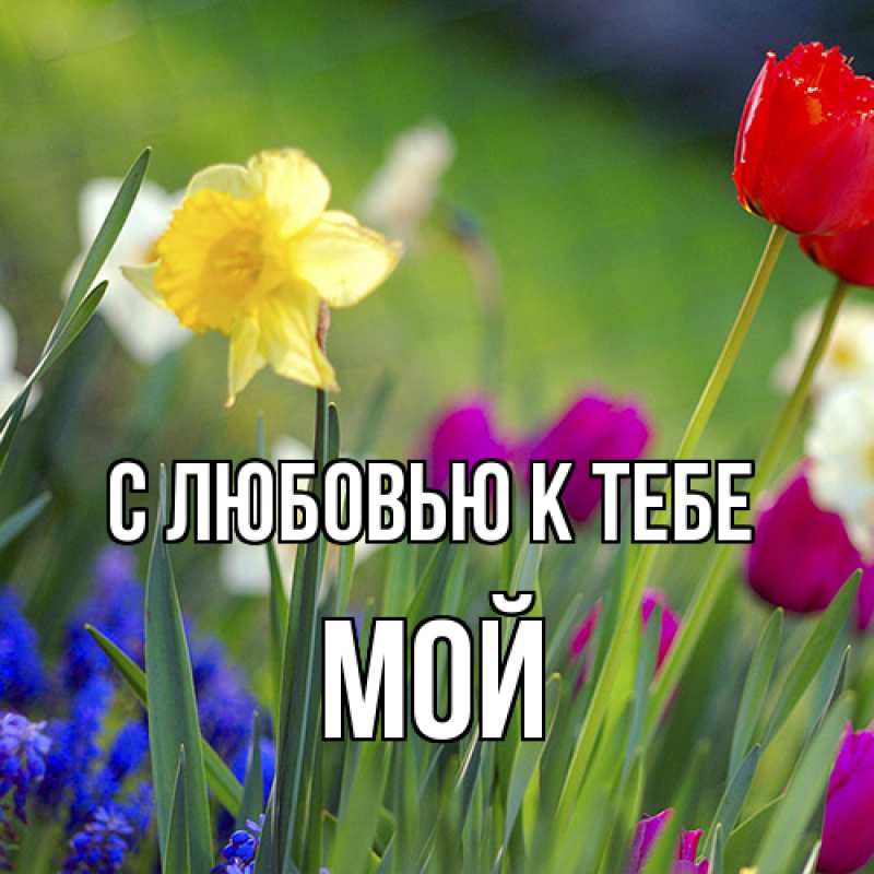 Картинка С любовью к тебе, Мой