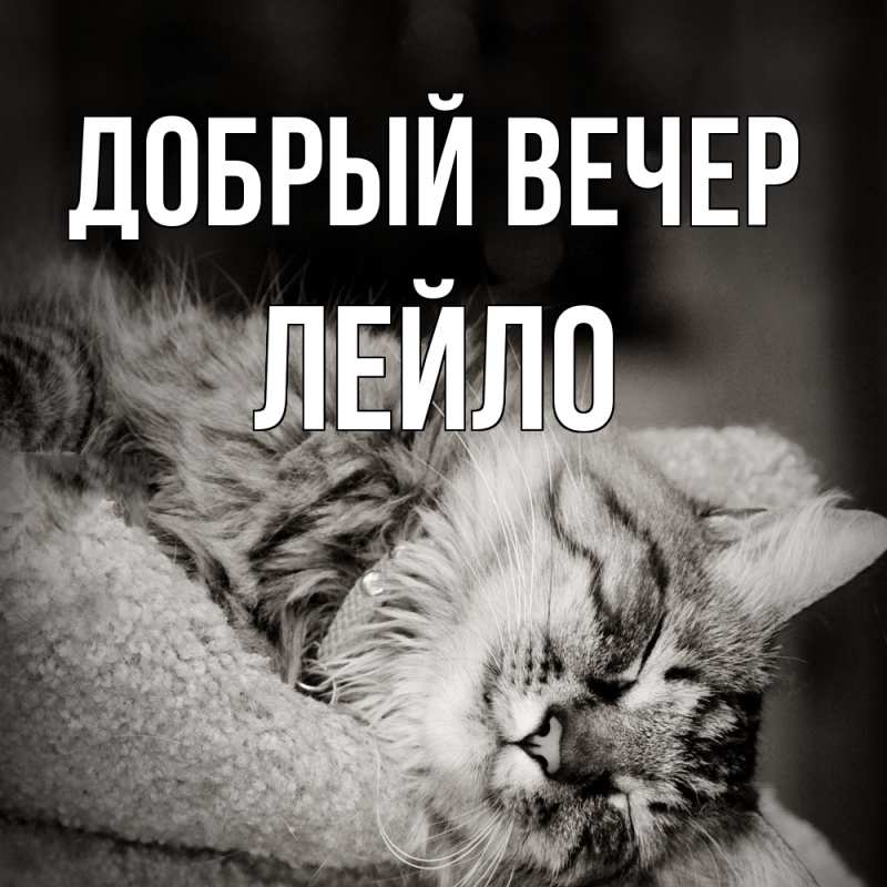 Картинка Добрый вечер, Лейло