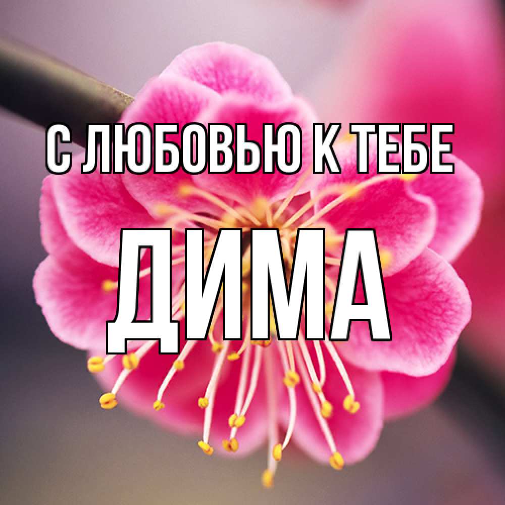 Открытка  с именем. Дима, С любовью к тебе  