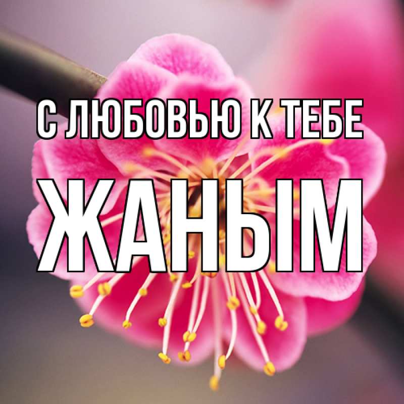 Картинка С любовью к тебе, Жаным