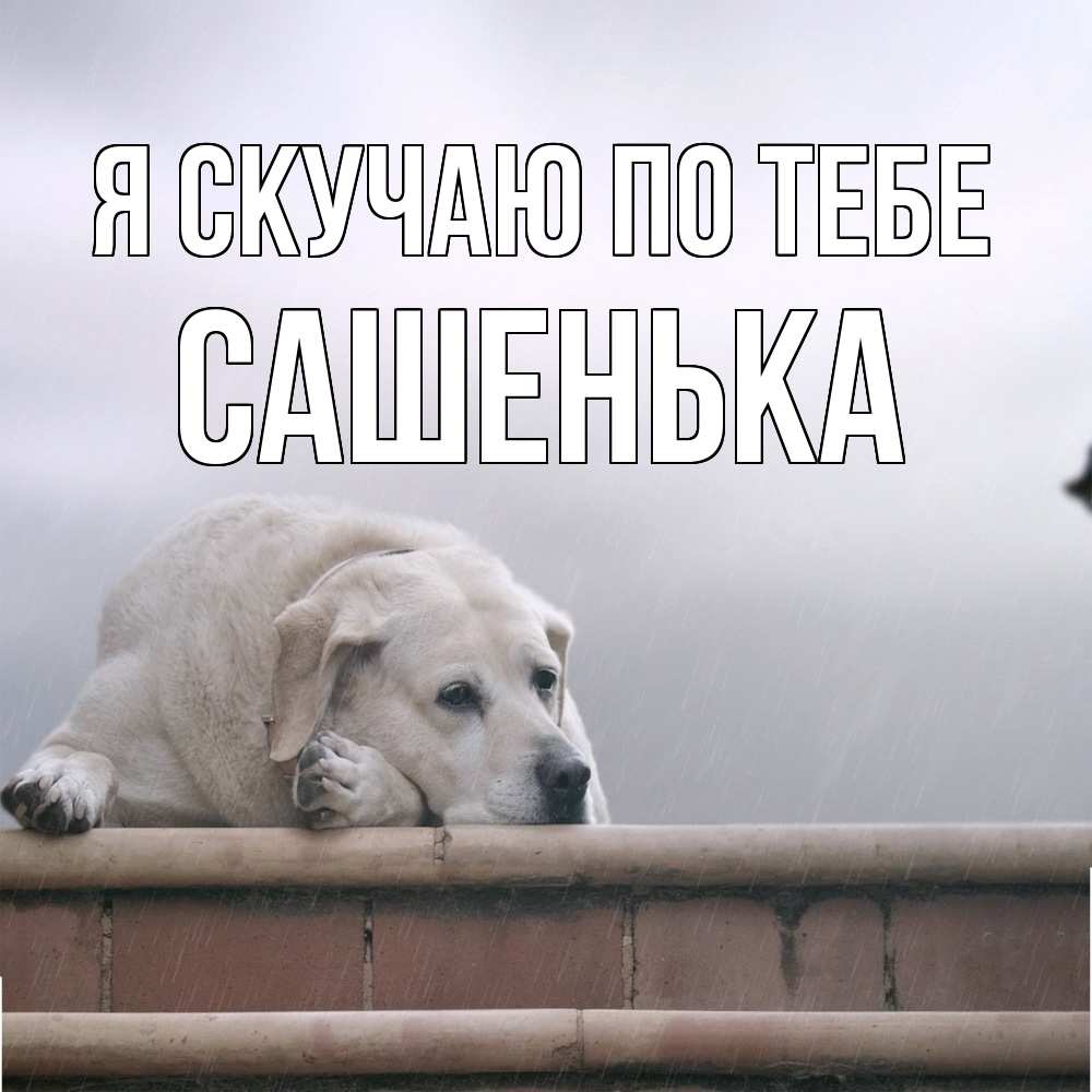 Открытка  с именем. Сашенька, Я скучаю по тебе  