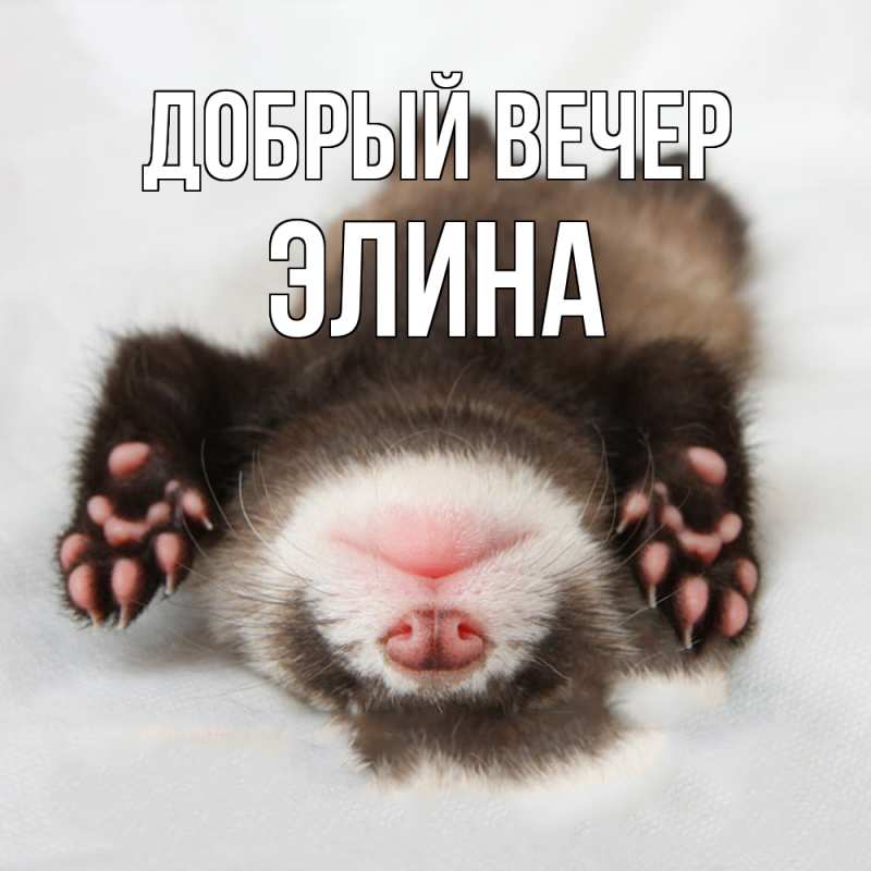 Картинка Добрый вечер, Элина