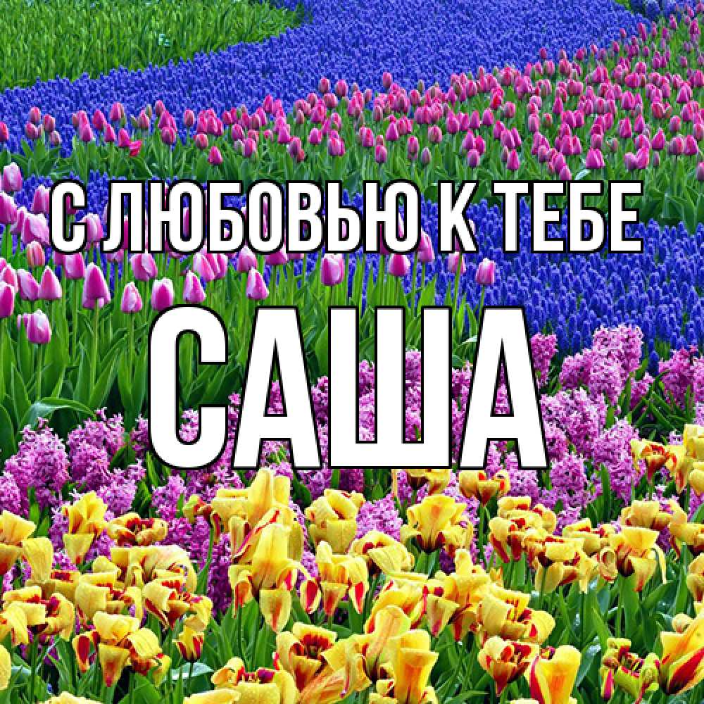 Открытка  с именем. Саша, С любовью к тебе  